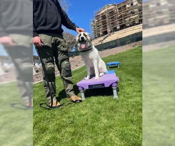 Medium Photo #8 Anatolian Shepherd-Unknown Mix Puppy For Sale in Dana Point, CA, USA