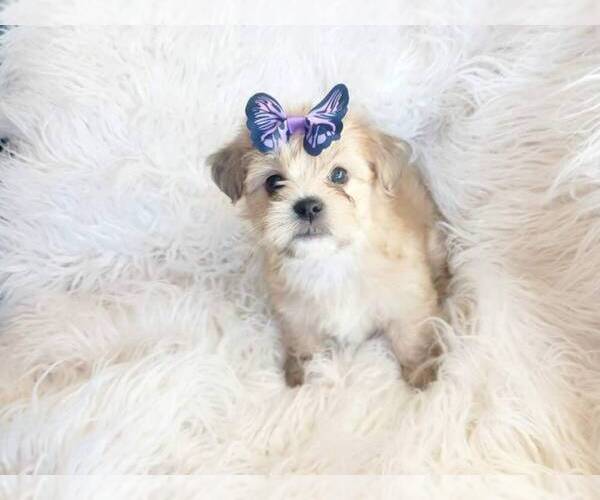 Medium Photo #1 Morkie Puppy For Sale in EL CAJON, CA, USA
