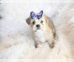 Small Photo #1 Morkie Puppy For Sale in EL CAJON, CA, USA
