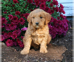 Small Photo #1 Goldendoodle (Miniature) Puppy For Sale in LEBANON, PA, USA