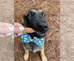 Small #2 German Shepherd Dog Mix