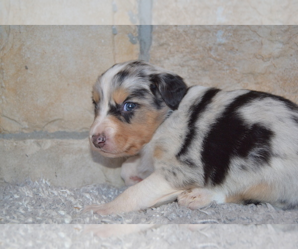 Medium Photo #6 Australian Shepherd Puppy For Sale in DIXON, MO, USA