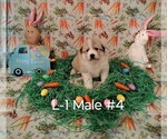 Small #4 Great Pyrenees