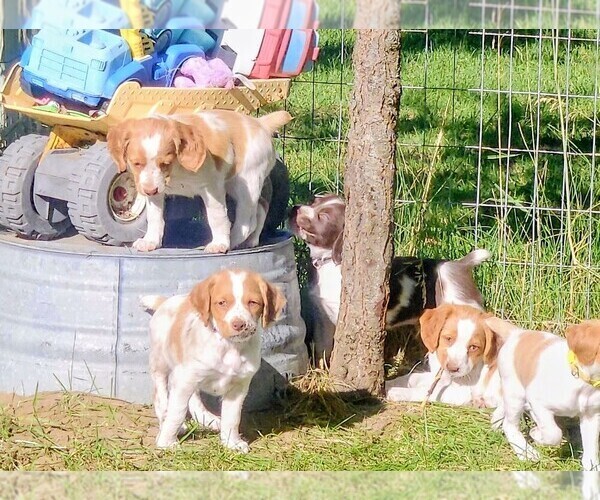 Medium Photo #7 Brittany Puppy For Sale in COLVILLE, WA, USA