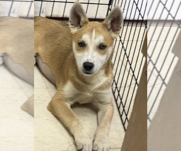 Medium Photo #2 Shiba Inu-Unknown Mix Puppy For Sale in Sheboygan, WI, USA