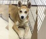 Small #1 Shiba Inu Mix