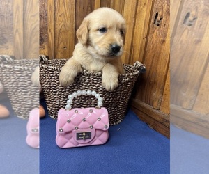 Golden Retriever Puppy for sale in NEOLA, WV, USA