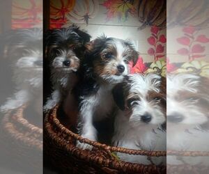 Yorkshire Terrier Puppy for sale in MONTROSE, CO, USA