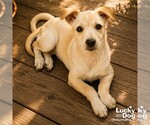 Small #2 Labrador Retriever Mix