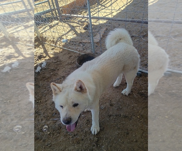 Medium Photo #1 Akita Puppy For Sale in BLOOMFIELD, NM, USA