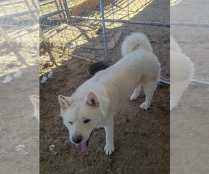 Father of the Akita puppies born on 04/27/2026