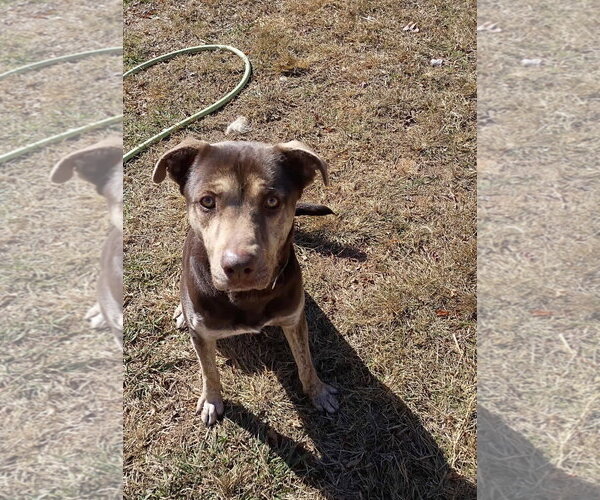 Medium Photo #4 Retriever -Unknown Mix Puppy For Sale in Woodbury, NY, USA