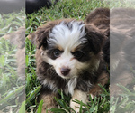 Small Photo #5 Miniature Australian Shepherd Puppy For Sale in COLLEGE STA, TX, USA