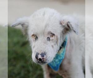 Mutt Dogs for adoption in San Antonio, TX, USA