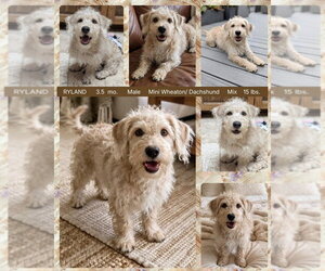 Dachshund-Wheaten Terrier Mix Dogs for adoption in Mesa, AZ, USA