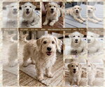 RYLAND - Male Dachshund-Wheaten Terrier Mix Dog for Adoption - Small photo