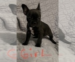 Small Photo #10 Faux Frenchbo Bulldog Puppy For Sale in GREENEVILLE, TN, USA