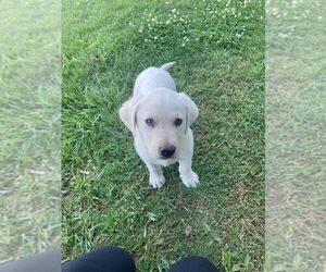 Labrador Retriever Puppy for sale in VANCOUVER, WA, USA