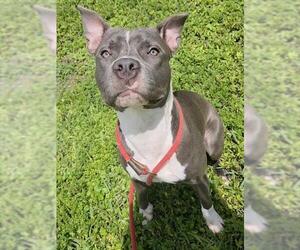 American Staffordshire Terrier Dogs for adoption in Fort Lauderdale, FL, USA