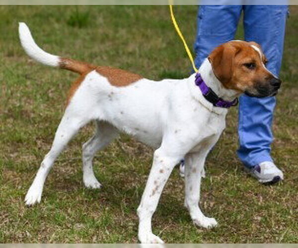 Medium Photo #2 Mutt Puppy For Sale in Glen Allen, VA, USA