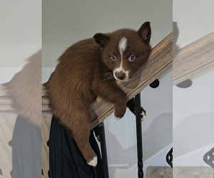 Medium Pomsky