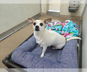 Chihuahua-Unknown Mix Dogs for adoption in Salt Lake City, UT, USA