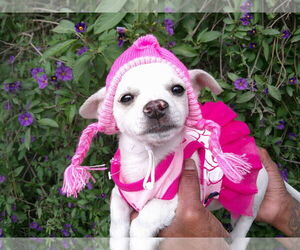 Chihuahua-Unknown Mix Dogs for adoption in San Diego, CA, USA