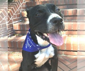 American Pit Bull Terrier-American Staffordshire Terrier Mix Dogs for adoption in San Francisco, CA, USA