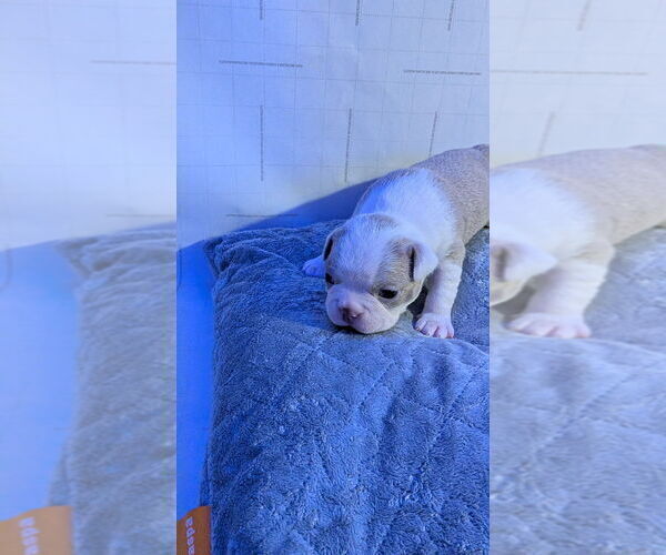 Medium Photo #14 Boston Terrier Puppy For Sale in ROCHESTER, NH, USA