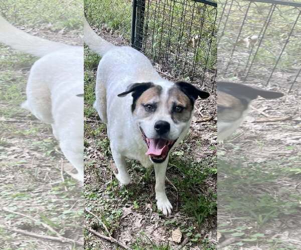 Medium Photo #3 Australian Shepherd-Unknown Mix Puppy For Sale in Munford, TN, USA