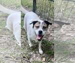 Small #2 Australian Shepherd Mix