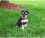 Small #2 Schnauzer (Miniature)