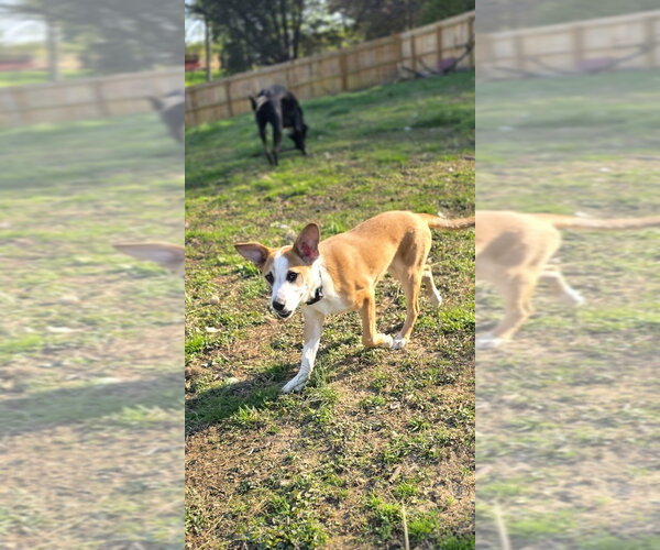 Medium Photo #1 Beagle-Unknown Mix Puppy For Sale in Aurora, IN, USA