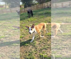 Beagle-Unknown Mix Dogs for adoption in Aurora, IN, USA