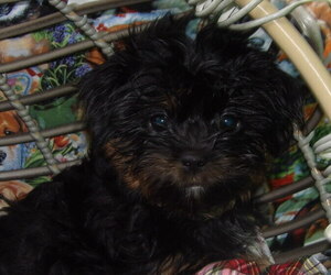 Shorkie Tzu Puppy for Sale in PATERSON, New Jersey USA