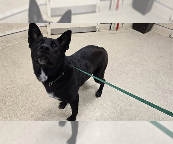 Medium Photo #1 German Shepherd Dog-Unknown Mix Puppy For Sale in Riverside, CA, USA