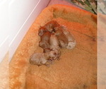 Small #11 Poodle (Standard)