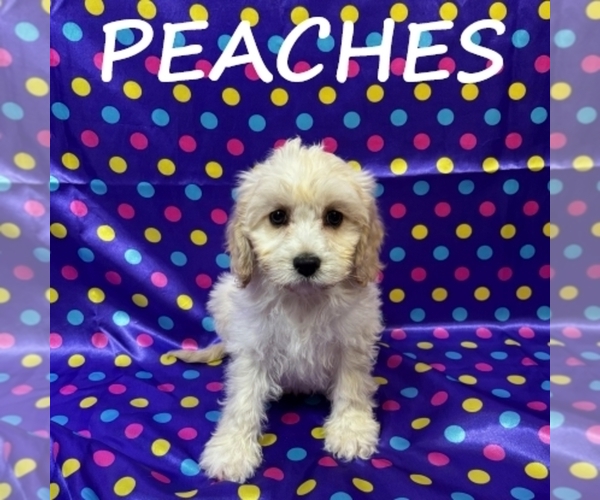 Medium Photo #3 Cockapoo (Miniature) Puppy For Sale in HARTLAND, MN, USA