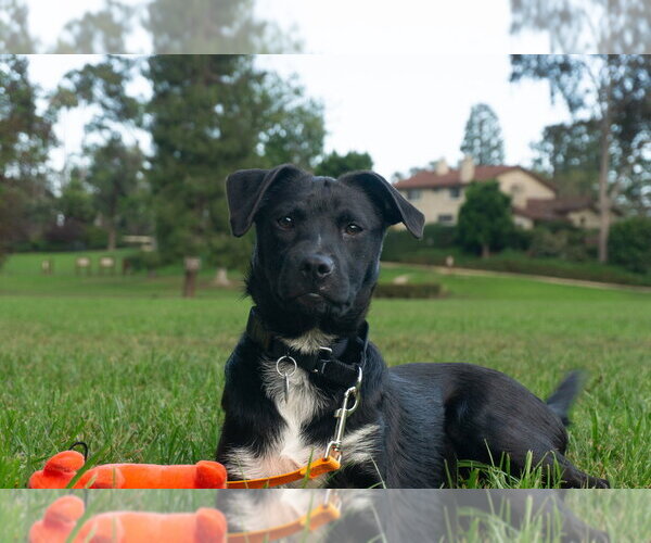 Medium Photo #7 Labrador Retriever Puppy For Sale in San Diego, CA, USA