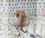 Small Photo #27 Phu Quoc (Vietnam Island) Ridgeback Puppy For Sale in HELOTES, TX, USA
