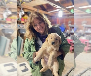 Golden Retriever Puppy for sale in FERGUS FALLS, MN, USA