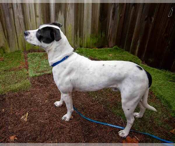 Medium Photo #3 Lab-Pointer Puppy For Sale in Kennesaw, GA, USA