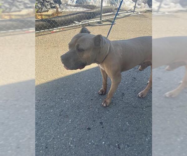 Medium Photo #1 Mutt Puppy For Sale in Stockton, CA, USA