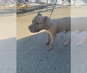 Mutt Dogs for adoption in Stockton, CA, USA