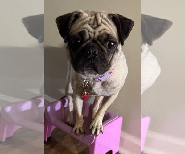 Medium Photo #2 Pug Puppy For Sale in Elizabeth City, NC, USA