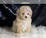 Small #2 Maltipoo
