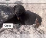 Small #3 Doberman Pinscher