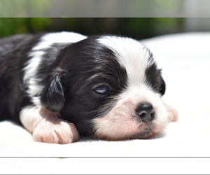 Auss-Tzu Puppy for sale in PALM COAST, FL, USA