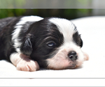 Image preview for Ad Listing. Nickname: Bikkie