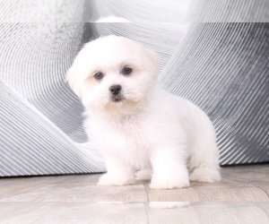 Zuchon Puppy for sale in WESTPOINT, IN, USA